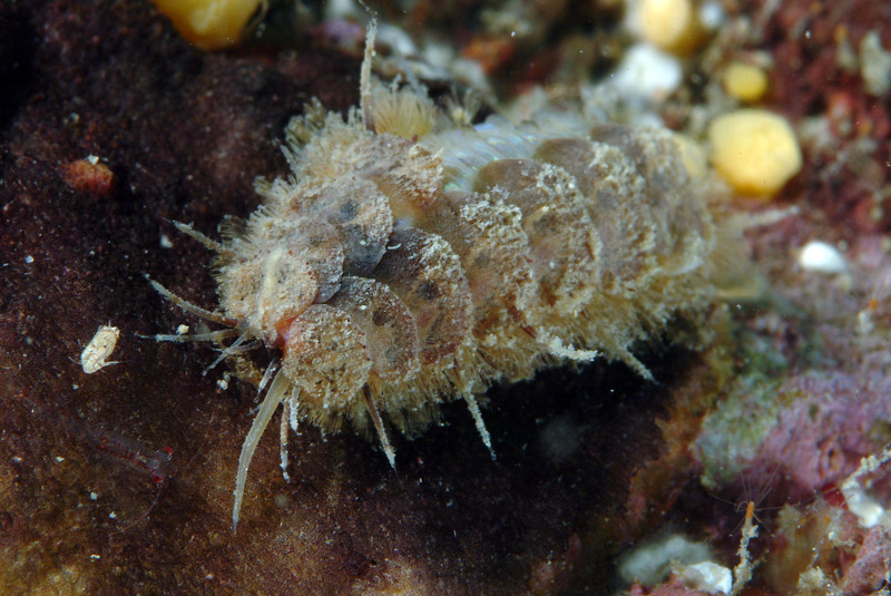 Malmgreniella lunulata
